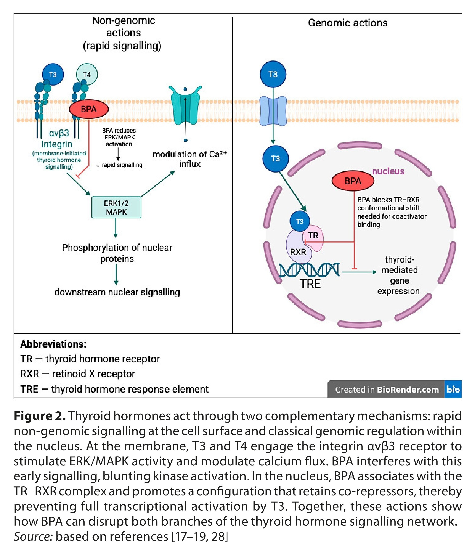 Figure from article: Mechanistic actions of...